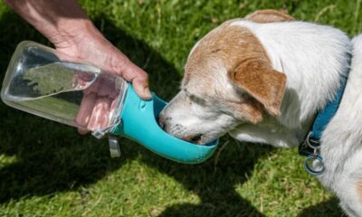 Portable Dog Drinking Water Bottles