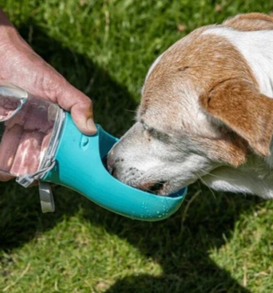 Portable Dog Drinking Water Bottles