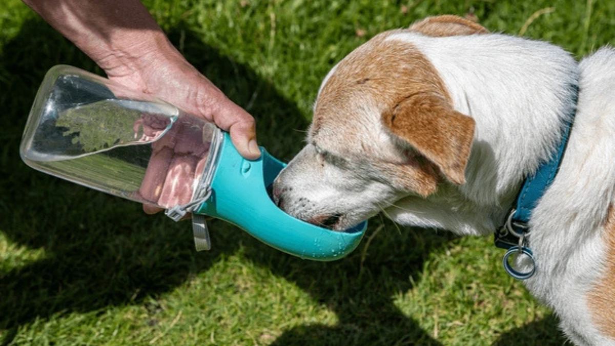 Portable Dog Drinking Water Bottles