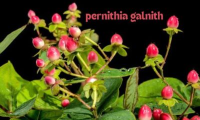 Pernithia Galnith