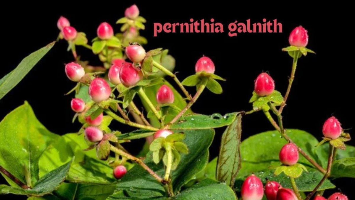 Pernithia Galnith